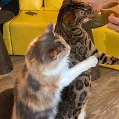 猫カフェ