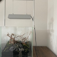 システム水槽の画像