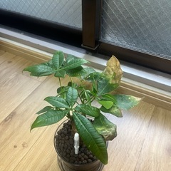 パキラの画像