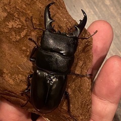 ヒラタクワガタ　ペアの画像