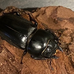 ヒラタクワガタ　ペアの画像