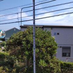 庭木　イヌマキの画像