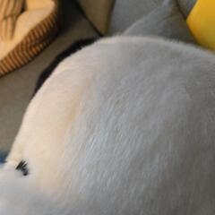 スヌーピー ジャンボぬいぐるみの画像