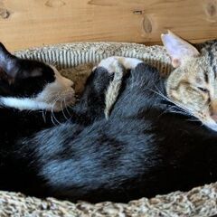猫 システムトイレ　ニャンとも清潔トイレ　シーツセット　8780円相当の画像