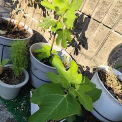 無花果いちじく苗木2本セットの画像