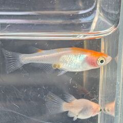 メダカ 紅白透明鱗 3ペア+2匹 2025年種親 優雅で綺麗なめだか  成体 ビオトープの画像
