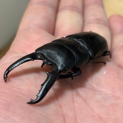 ツシマヒラタ新成虫(♂のみ1頭)の画像