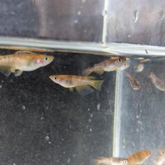 赤虎リアルロングフィン若魚2ペアの画像