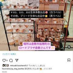 クワガタ＊カブト＊8/2(土)〜売切れまで＊SALE＊出品完了＊野外採集生体＊100円＊200円＊300円＊の画像