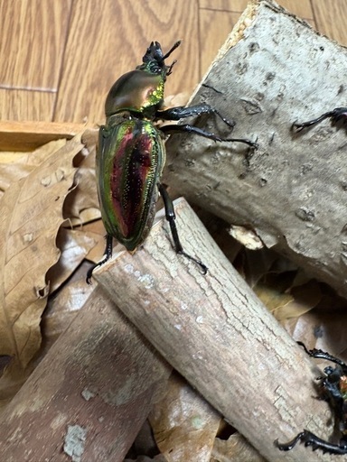 最終価格！※貴重種※極太短歯ニジイロクワガタ♂野外標本 最終価格！※貴重種※極太短歯ニジイロクワガタ♂野外標本