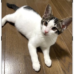 ⭐︎生後4ヶ月　男の子　人馴れ抜群⭐︎