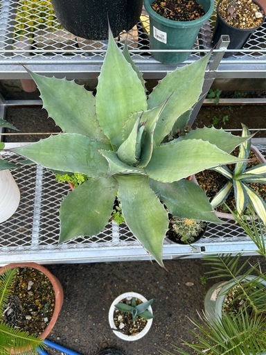 アガベ　オバティフォリア大株　陶器鉢ごと