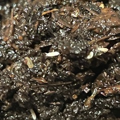 シロイボトビムシ
20匹+aの画像