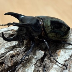 (みずき様専用)スマトラコーカサス(Mt.Liwa)新成虫♂単の画像