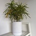 ランキングキーワードに紐づく投稿画像-観葉植物