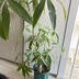 ランキングキーワードに紐づく投稿画像-観葉植物