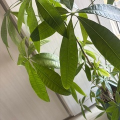 パキラ　観葉植物　約100cmの画像