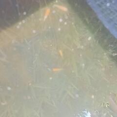 錦鯉紅白（100匹）の画像