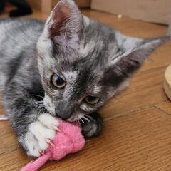 人懐こいサビ猫サリーちゃん