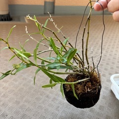 セッコク蘭の画像