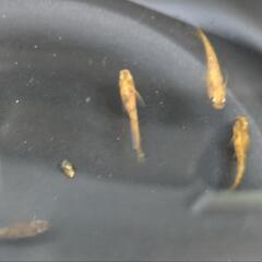 赤虎リアルロングフィン若魚2ペアの画像