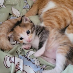 子猫メス1匹