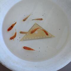金魚の画像