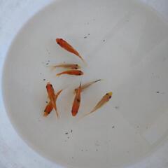 金魚の画像