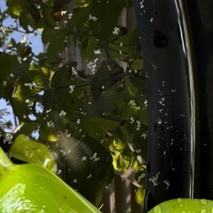 三色ラメメダカ 稚魚20匹の画像