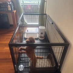 犬　ゲージの画像