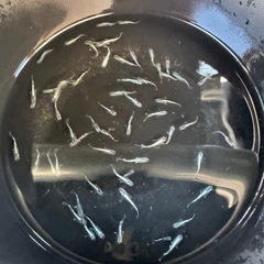 めだか
の画像