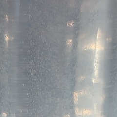 ゾウリムシ(先着1名のみ:説明確認必須)の画像