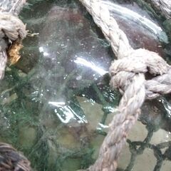 ガラス　浮き球 浮玉 直径約35cm 置物 オブジェ レトロ 中古 苫小牧西店の画像