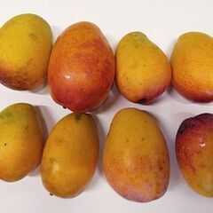 マンゴー（一玉600円〜1000円）　【中城村】　箱から選んで買...