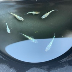 青系ラメメダカの画像