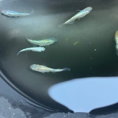青系ラメメダカの画像