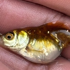 自家産ジャンボオランダ獅子頭幼魚１０匹セットの画像