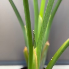 人気の観葉植物　オーガスタ2株植えの画像