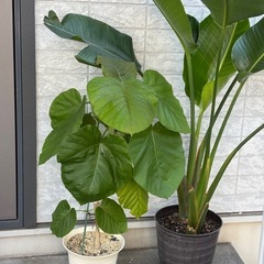 人気の観葉植物　オーガスタ2株植えの画像