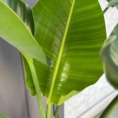 人気の観葉植物　オーガスタ2株植えの画像