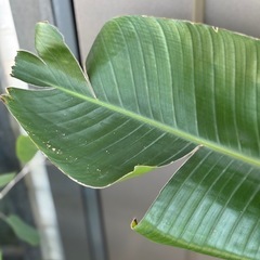 人気の観葉植物　オーガスタ2株植えの画像