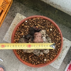 イボアコウ　盆栽　塊根の画像
