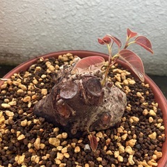プチイボアコウ　盆栽　塊根の画像