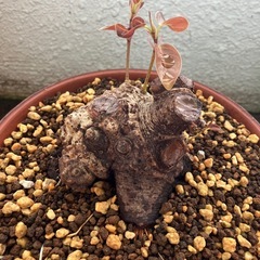 プチイボアコウ　盆栽　塊根の画像