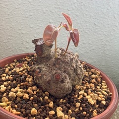 プチイボアコウ　盆栽　塊根の画像