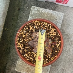 プチイボアコウ　盆栽　塊根の画像