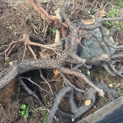 木の根っこ回収依頼の画像