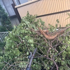 木の根っこ回収依頼の画像