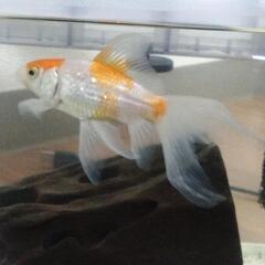 【急募】金魚 クーリーローチの画像