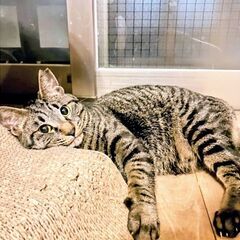 ★譲渡会あります★　くるりん尻尾が可愛いです♪